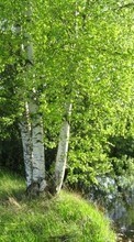 Деревья,Пейзаж для Sony Ericsson W302