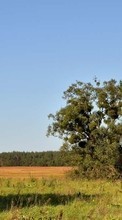 Деревья,Пейзаж для Samsung Galaxy Y