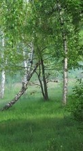 Деревья,Пейзаж для Samsung Ch@t 335