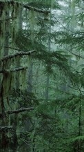 Деревья,Пейзаж для LG Optimus L3 E405