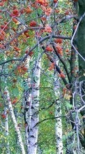 Деревья, Пейзаж для Sony Xperia T3