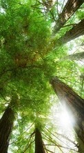 Деревья,Пейзаж,Природа для Nokia N8