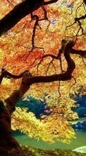 Деревья,Пейзаж,Природа для HTC One M8