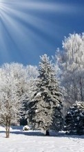 Новые обои на телефон скачать бесплатно: Деревья,Пейзаж,Природа,Снег,Зима.