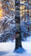 Деревья,Пейзаж,Природа,Снег,Зима для Samsung Z1