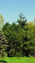 Новые обои 240x320 на телефон скачать бесплатно: Деревья, Пейзаж, Растения.