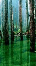 Деревья, Пейзаж, Река для Google Pixel 4A