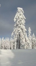 Новые обои на телефон скачать бесплатно: Деревья, Пейзаж, Снег.