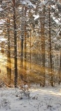 Новые обои на телефон скачать бесплатно: Деревья, Пейзаж, Снег, Солнце, Зима.