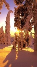 Деревья, Пейзаж, Снег, Закат, Зима для HTC Desire 600
