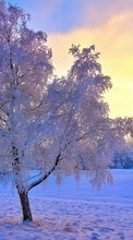 Новые обои на телефон скачать бесплатно: Деревья, Пейзаж, Снег, Закат, Зима.