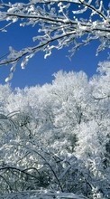 Новые обои 540x960 на телефон скачать бесплатно: Деревья, Пейзаж, Снег, Зима.