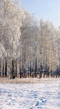 Новые обои 320x240 на телефон скачать бесплатно: Деревья, Пейзаж, Снег, Зима.