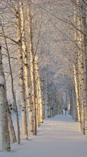 Новые обои 540x960 на телефон скачать бесплатно: Деревья, Пейзаж, Снег, Зима.
