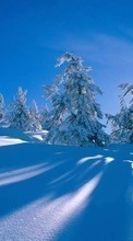 Новые обои 240x400 на телефон скачать бесплатно: Деревья, Пейзаж, Снег, Зима.