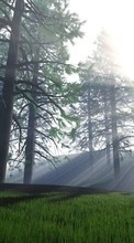 Деревья, Пейзаж, Солнце для HTC One V