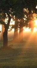 Деревья, Пейзаж, Солнце, Закат для Sony Xperia Z1 Compact