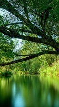 Деревья, Пейзаж, Вода для HTC Desire 610