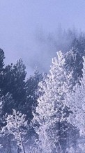 Деревья, Пейзаж, Зима для Meizu MX5