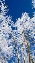 Новые обои 1080x1920 на телефон скачать бесплатно: Деревья, Пейзаж, Зима.