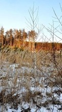 Новые обои на телефон скачать бесплатно: Деревья,Пейзаж,Зима.