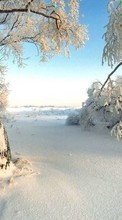 Деревья,Пейзаж,Зима для Samsung E2232