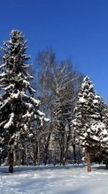Деревья,Пейзаж,Зима для Fly ERA Life 5 IQ4416