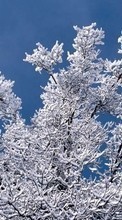 Деревья,Пейзаж,Зима для LG V10