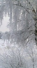 Новые обои на телефон скачать бесплатно: Деревья, Пейзаж, Зима.