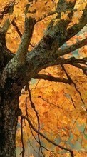 Деревья, Осень, Растения для Sony Xperia ion