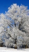 Новые обои на телефон скачать бесплатно: Деревья, Растения, Снег, Зима.