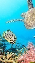 Черепахи, Море, Рыбы, Животные для Apple iPhone 6s