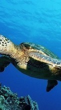 Новые обои 540x960 на телефон скачать бесплатно: Черепахи, Море, Животные.