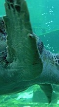 Новые обои 360x640 на телефон скачать бесплатно: Черепахи, Море, Животные.