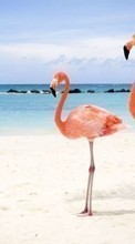 Новые обои на телефон скачать бесплатно: Фламинго, Море, Пляж, Птицы, Животные.