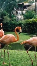 Новые обои 240x400 на телефон скачать бесплатно: Фламинго, Птицы, Животные.