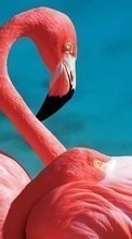 Новые обои на телефон скачать бесплатно: Фламинго, Птицы, Животные.