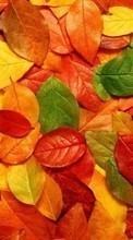 Фон, Листья, Осень