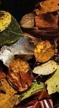 Новые обои на телефон скачать бесплатно: Листья, Осень, Растения, Фон.