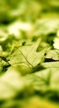Фон, Листья, Растения для HTC Desire Z