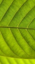 Фон,Листья,Растения для Nokia 108