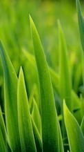 Фон, Растения, Трава для Samsung Galaxy 551