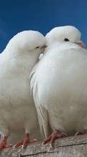Голуби,Птицы,Животные для HTC Incredible S
