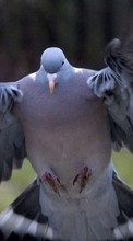 Голуби, Птицы, Животные для Sony Ericsson W595