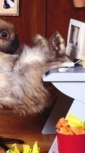 Грызуны, Кролики, Юмор, Животные для Samsung Galaxy Pocket Plus