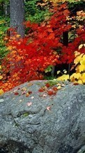 Новые обои на телефон скачать бесплатно: Камни, Листья, Осень, Пейзаж, Растения.