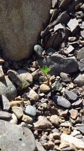 Камни, Пейзаж, Растения, Трава для Samsung Galaxy Note 8.0