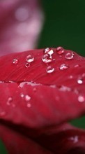 Капли,Листья,Растения для Sony Xperia Z3 Plus