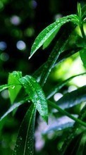 Капли,Растения,Трава для Huawei Honor 7 Premium