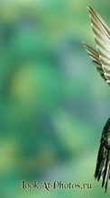 Колибри, Птицы, Животные для Samsung Galaxy Grand Max